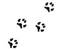 Cat Paw Prints