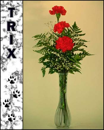 In Loving Memory of Trix