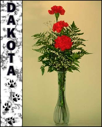 In loving memory of Dakota