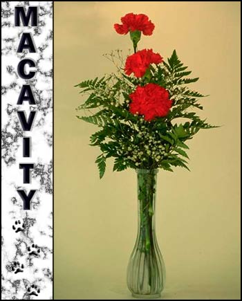 In Loving Memory of Macavity