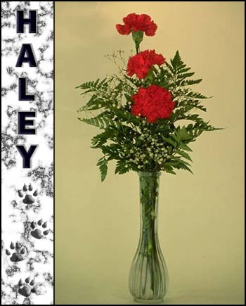 Haley's Memorial