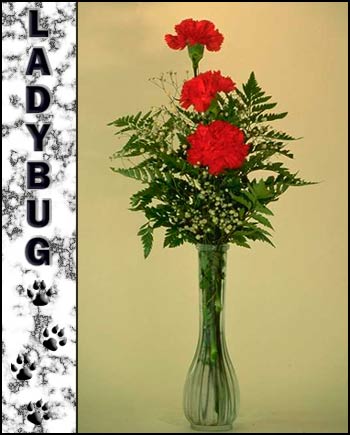 Ladybug's Memorial